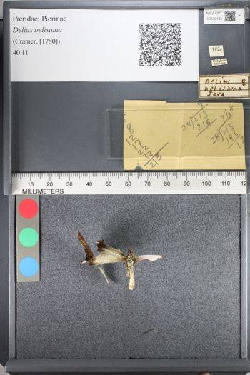 Media type: image;   Entomology 130142